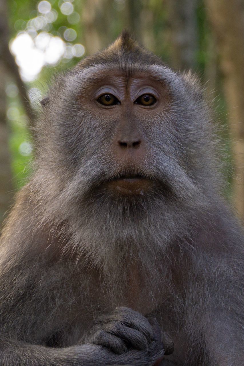 CLOSE-UP OF PORTRAIT OF GORILLA