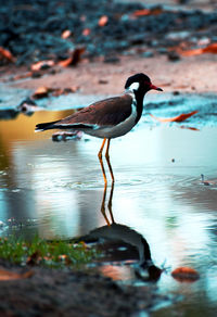 Bird perching on a lake