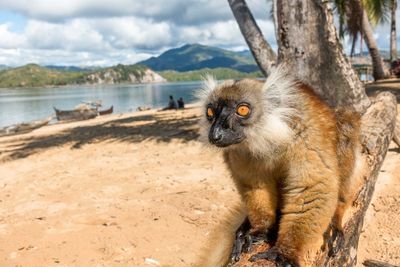 Lemur by the lake