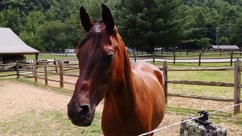 Horse standing in ranch