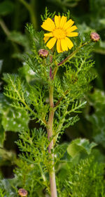 Close-up of yellow flowers blooming outdoors