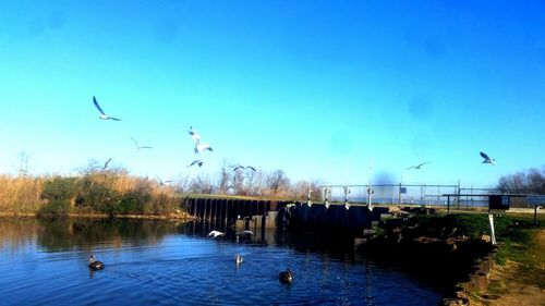 Birds flying over lake against blue sky