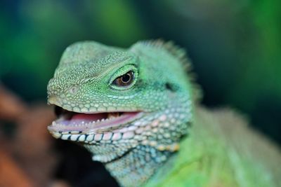 Close-up of a lizard