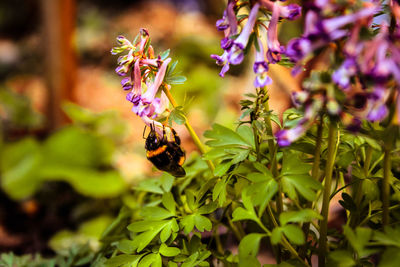 Close-up of bee pollinating on purple flower