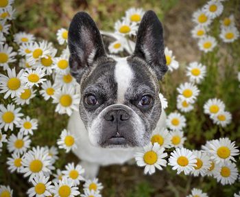 Close-up of a dog with flowers