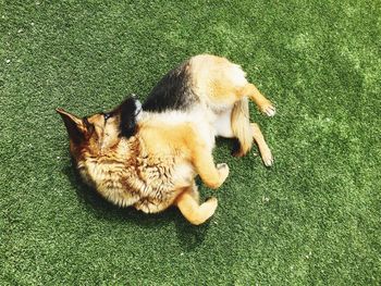 Dog resting on grass