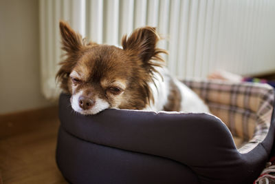 Chihuahua dog lies in basket near the radiator, because it's cold. the theme of heating and comfort