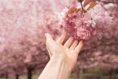 Close-up of hand holding cherry blossoms