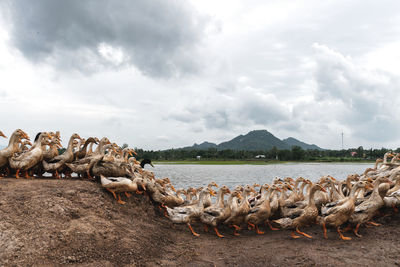 Lot of ducks at open farm in vietnam, agriculture in asian country, animal and livestock concept