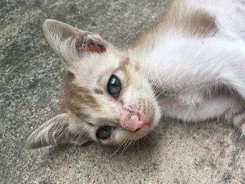 Close-up portrait of ginger cat lying down