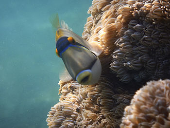 Close-up of fish swimming in sea