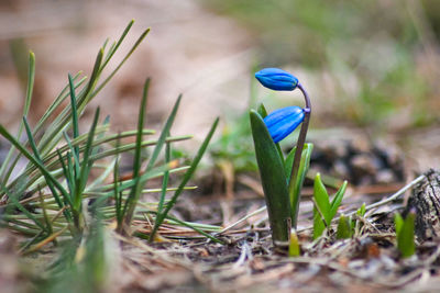 Close-up of blue crocus flowers on field
