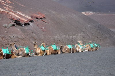 Camels sitting on sand in desert