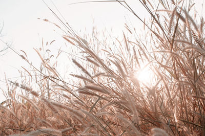 Close-up of stalks in field against clear sky