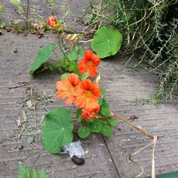 Close-up of red flowers growing on plant