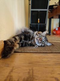 Portrait of cat lying down on floor