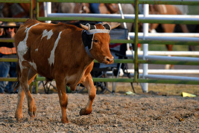 Cow standing in field