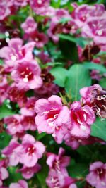 Close-up of pink flowers