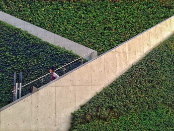 High angle view of green grass