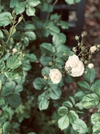 Close-up of white flowering plant