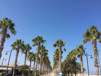 Low angle view of trees against clear blue sky