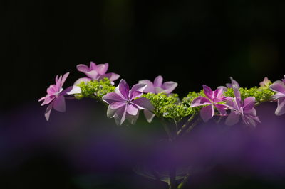 Close-up of pink flowering plants