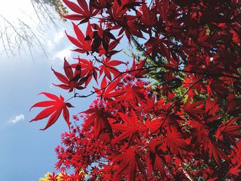 Low angle view of maple tree