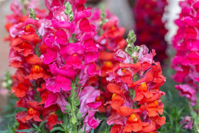 Close-up of pink flowering plant