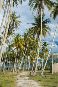 Palm trees on beach against sky