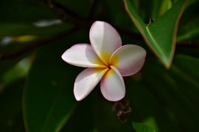 Close-up of frangipani blooming in park