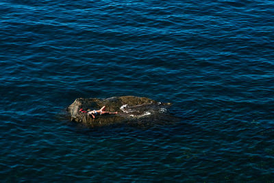 High angle view of turtle swimming in sea