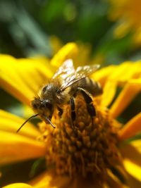 Close-up of bee pollinating on flower