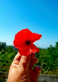 Close-up of hand holding red poppy