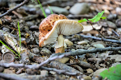 Close-up of mushroom growing on field