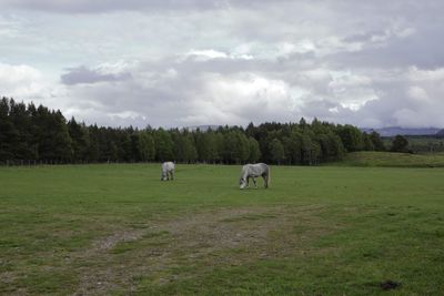 Horses on field against sky