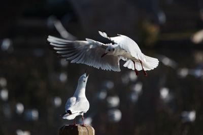 Seagull flying over white background