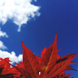 Low angle view of leaves against clear sky
