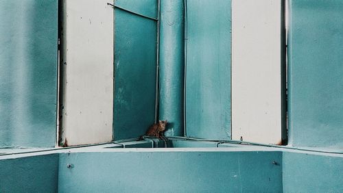 Bird perching on wall of building