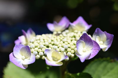 Close-up of purple hydrangea flowers