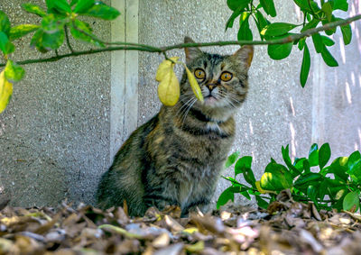 Portrait of a cat