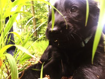 Close-up portrait of a cat