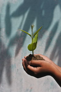 Cropped hands holding plant against wall