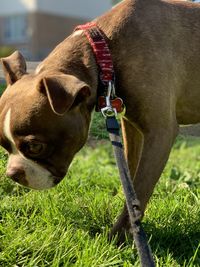 Close-up of a dog on field