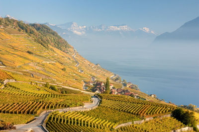 High angle view of vineyard against sky