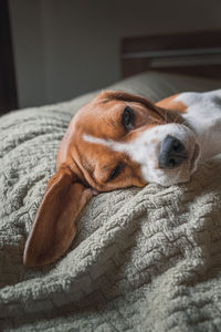 Close-up of dog resting on bed at home