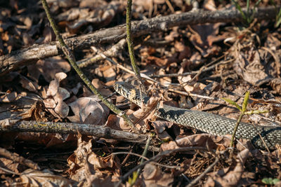 High angle view of lizard on field