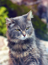 Close-up portrait of cat