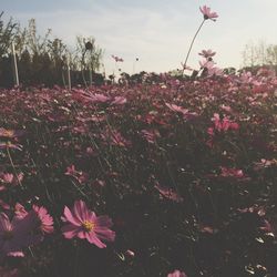 Close-up of pink flowers