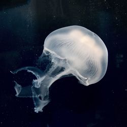 Close-up of jellyfish swimming in aquarium