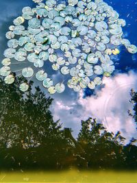 Close-up of flowering plant floating on water